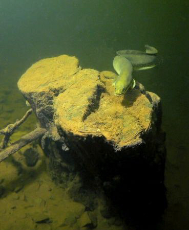 Large eel in Hracholusky dam, the Czech republic. During ... by Alena Vorackova 