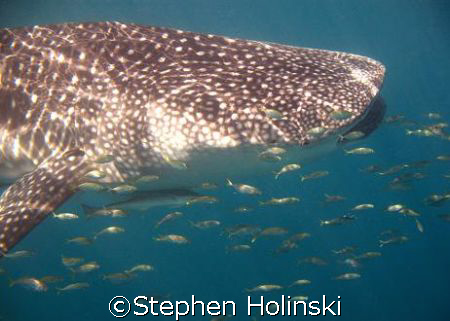 Big....Baby! Whaleshark.  About 3m long, and had probably... by Stephen Holinski 
