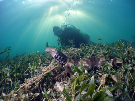 Unusual Collared Cat Shark and Diver by Cal Mero 