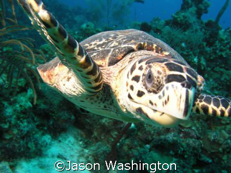 Curious Hawksbill by Jason Washington 
