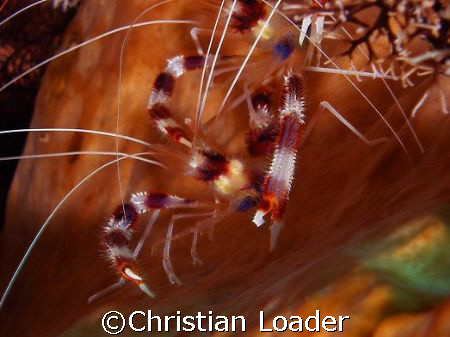 Banded Boxer Shrimp - photo taken in June 2007 in Komodo ... by Christian Loader 