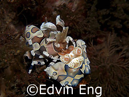 Underwater Harley Bike! Taken in Tulamben with Canon G7. by Edvin Eng 