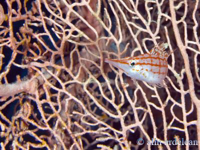 Long nose hawk fish on a gorgonian. Canon D400, 105mm by Alin Ardelean 