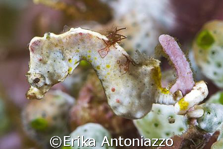 Hippocampus at Lembeh. Beautiful little fellow. by Erika Antoniazzo 