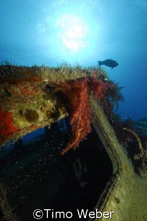 Wreck of the "Excalibur", Hurghada, Red Sea, October 2007 by Timo Weber 