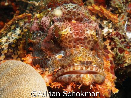 Grumpy in all It's Glory... Anilao Philippines - Olympus ... by Adrian Schokman 