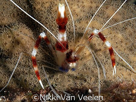 Boxer shrimp. Liked the background on this one. Taken on ... by Nikki Van Veelen 