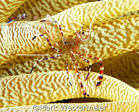 Almost Transparent - Image taken in Bonaire with a Nikon ... by Mark Westermeier 