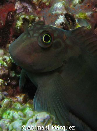 Blenny, Isla del Caño, Costa Rica by Abimael Márquez 