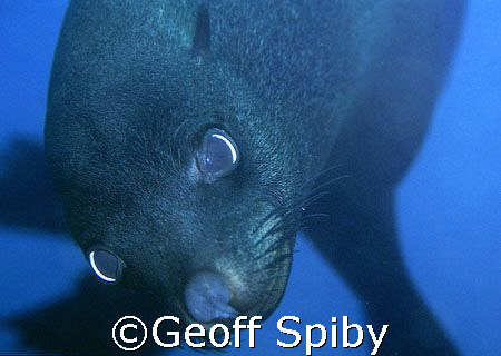inquisitive young Cape fur seal. Not exactly wide angle a... by Geoff Spiby 
