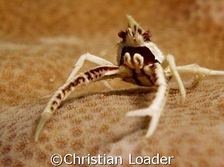 Squat Lobster. Photo taken at Paradise2 at Mabul Island i... by Christian Loader 