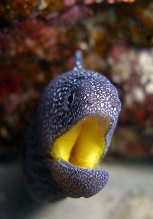 Yellow mouth. by Dray Van Beeck 