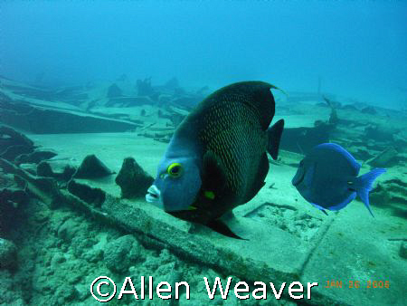 The Ora Verde, Cayman Island by Allen Weaver 