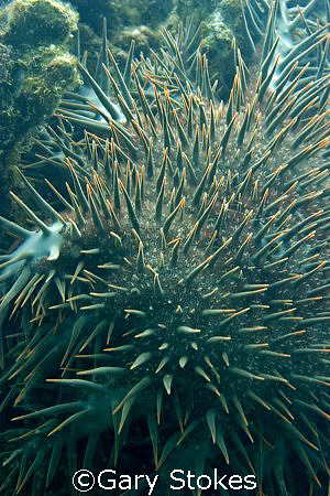 The Coral Killer - Crown of Thorns by Gary Stokes 