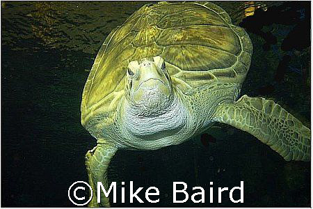 Nickel the turtle taken just off the shore of Lake Michig... by Mike Baird 