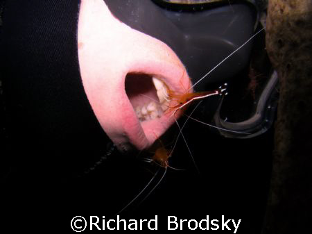 Teeth Cleaning Station, 38m depth  by Richard Brodsky 