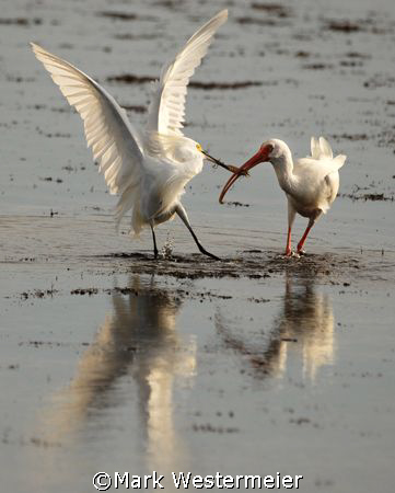Food Fight - Image taken in SW Florida with a Nikon D200,... by Mark Westermeier 