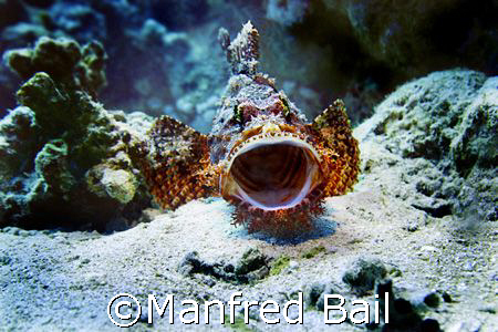 scorpionfish, nikon D200, sealux housing by Manfred Bail 