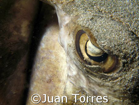 Southern Stingray by Juan Torres 