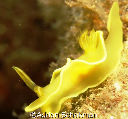XXX-Rated Nudi - Taken at Anilao Philippines - Olympus E-... by Adrian Schokman 