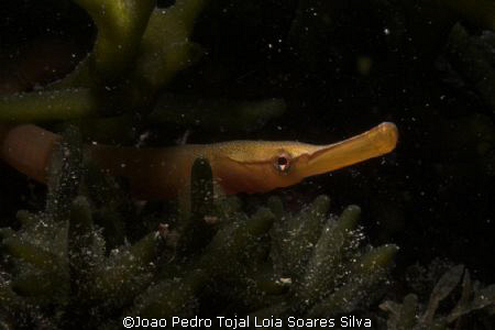 Juvenile Greater pipefish (Syngnathus acus) shot in Sesim... by Joao Pedro Tojal Loia Soares Silva 