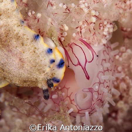 Face to face. Nudi and cowrie shell together on their fav... by Erika Antoniazzo 