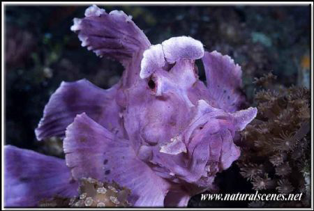 One of the two resident of Lembeh 350D/70mm by Yves Antoniazzo 