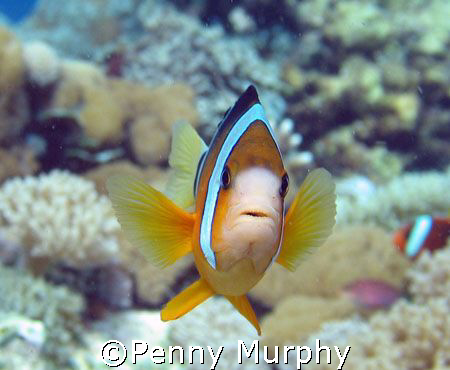 Clownfish, Nusa Lembongan by Penny Murphy 
