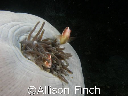 Who shut the door!!!
Two pink anemonefish can't wait unt... by Allison Finch 