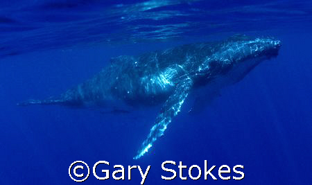 Humpback Calf  by Gary Stokes 