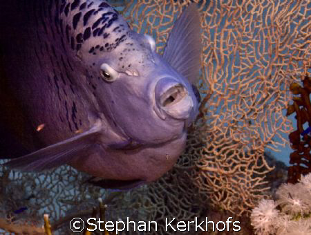 Marsa Bareika, Ras Ghozlani inside Red Sea Angelfish by Stephan Kerkhofs 