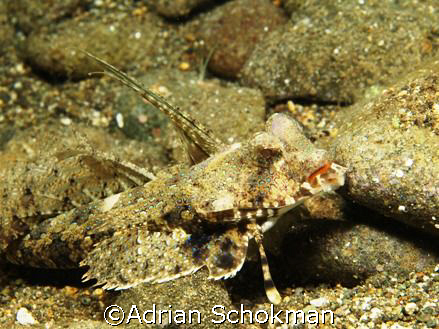 Is my Lip Gloss too Bright... Anilao Philippines - Olympu... by Adrian Schokman 