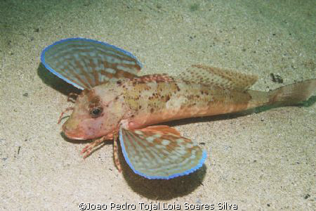 Red Gurnard (Aspitrigla cuculus) shot in Sesimbra using a... by Joao Pedro Tojal Loia Soares Silva 