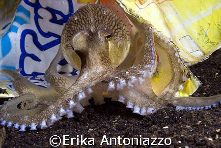 Stay away from my bag! 
This octopus just kept playing w... by Erika Antoniazzo 