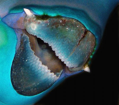 Steephead Parrotfish beak by Martin Dalsaso 