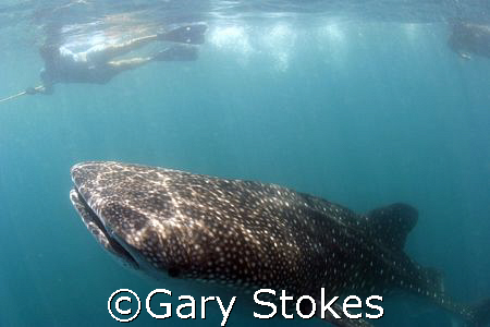 Taken in Donsol, Philippines. Collecting DNA samples from... by Gary Stokes 