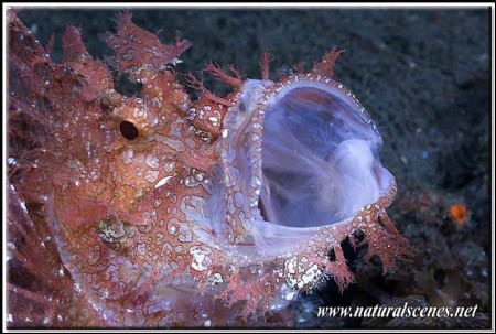 Today it is the turn for the second of Lembeh  Rhinopias ... by Yves Antoniazzo 