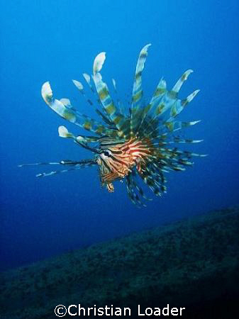 Common Lionfish at Seaventures dive site at Mabul, Borneo... by Christian Loader 
