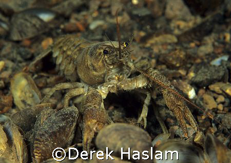 Crayfish. Stoney cove. F50, 60mm. by Derek Haslam 