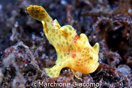 Tiny frog "Oplà":Nikon D200 , 60 macro two strobo. Lembeh... by Marchione Giacomo 