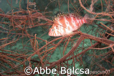 Like a bird perching on a tree.  Malapascua, Cebu by Abbe Bglcsa 