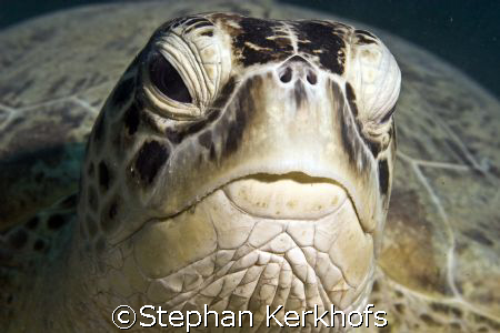 Picture taken in Naa'ma Bay, Sharm el sheikh by Stephan Kerkhofs 