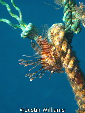 Resting on a mooring line at the Lighthouse, Dahab. by Justin Williams 