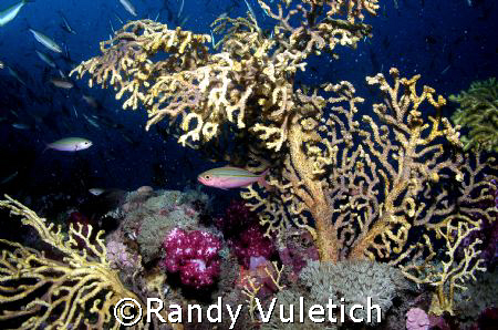 ' reef colors'   OLY 50 50  Light & Motion housing  sea &... by Randy Vuletich 
