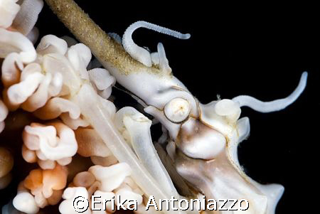 Xeno crab face. Nikon D200, 105 lens with extension tube,... by Erika Antoniazzo 