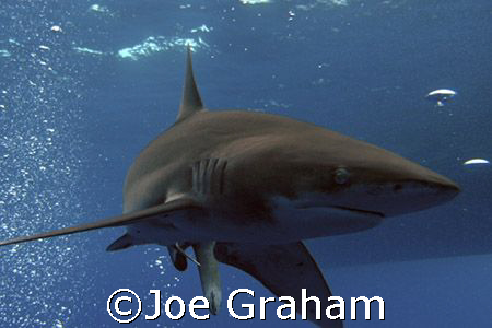 Longimanus taken under the Boat at Elphinestone, Red Sea,... by Joe Graham 