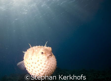 porcupine taken in Naa'ma Bay,  Sharm el Sheikh  by Stephan Kerkhofs 
