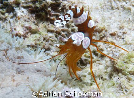 Acrobatic Shrimp Defected from China to Anilao - Olympus ... by Adrian Schokman 