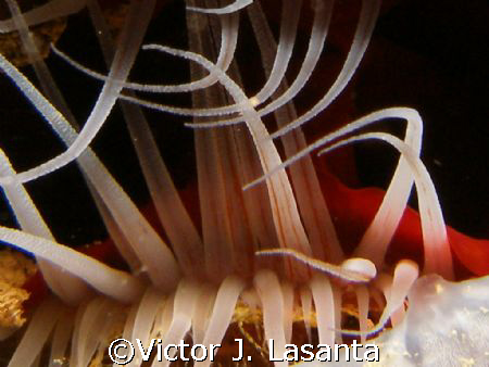 nice flame scallop in crash boat dive site in AGUADILLA P... by Victor J. Lasanta 