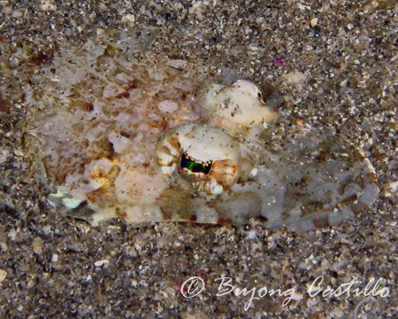 Taken on a night dive at Cathedral dive site in Anilao Ba... by Arthur Castillo 